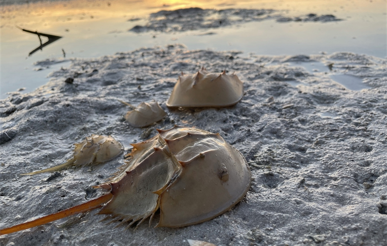 Horseshoe crabs, Philippines CREDIT: Lea Gajardo